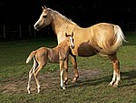 Adult horse, presumably female, standing behind a baby horse. The adult horse is palomino, a golden color. The baby horse is chestnut, a light red-brown color.