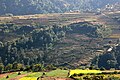 Rice terraces