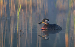 readhalsdûker (Podiceps grisegena)