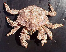 Lopholithodes foraminatus