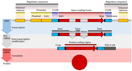 Diagram of the structure of a eukaryotic protein-coding gene, showing regulatory regions, introns, and coding regions. Four stages are shown: DNA, initial mRNA product, mature mRNA, and protein.