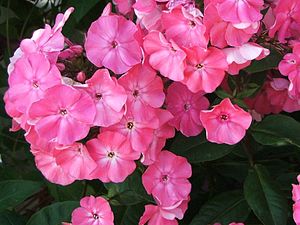 Õitsev floks (Phlox paniculata)