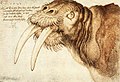 Albrecht Dürer - Disegno di un tricheco (1521)