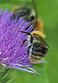 Akkerhommel donkere vorm op speerdistel