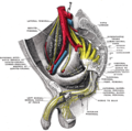 Sacral plexus of the right side (dorsal nerve of penis visible at bottom left)