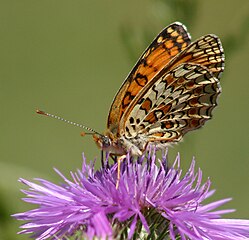 Рябець Феба запилює волошку лучну Centaurea jacea