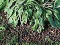 Cicada swarm