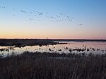 Ansares en la laguna de la Nava