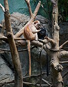 Espécia de primata no Zoológico do Bronx.
