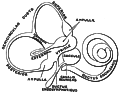 Schema des häutigen Labyrinths im menschlichen Innenohr