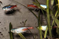 Neontetra (Paracheirodon innesi)