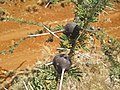 Vachellia (Acacia) drepanolobium growing in red volcanic soil on western slopes of Mount Kilimanjaro