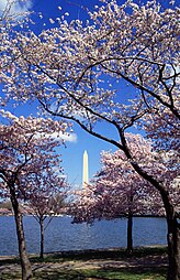 The Tidal Basin with cherry blossoms (April 1999)