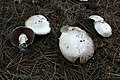 Agaricus silvicola