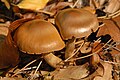 !Cortinarius cagei!