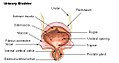 La vescica urinaria.