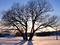 Plaines d'Abraham en hiver