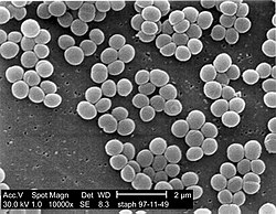 Staphylococcus