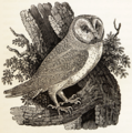 7. Thomas Bewick, Chouette effraie, 1847, xylographie[12].