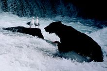Un urs stând în apă curgătoare