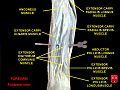 Múscul extensor radial curt del carp.