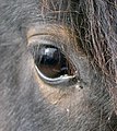 Image 26A horse's eye (from Equine anatomy)