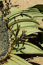 Detail photograph of ripe female cones after seed dispersal