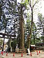 大宮熱田神社（長野県）のモミ