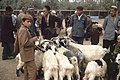 Geitemarknad i Kashgar i 1986.