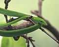 Asian Vine Snake