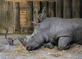 Image illustrative de l’article Zoo de Salzbourg
