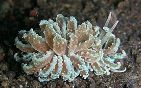 This nudibranch (Phyllodesmium crypticum) mimics Xeniid corals it feeds on