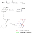 Biosynthesis using Diels-Alder catalyzed cyclization