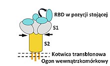 Rysunek poglądowy budowy 3D białka S wirusa SARS-CoV-2.