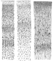 Drawn in 1899, taken from the book "Comparative study of the sensory areas of the human cortex"