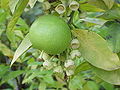 Pomelo sull'albero