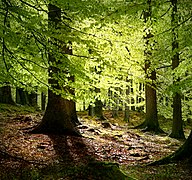 Bosque templado de frondosas en Dinamarca