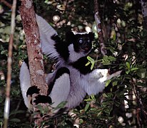 Un lémurien Indri indri (Lemuriformes)