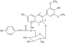 3-coumaroyl-6-glucoside de malvidine