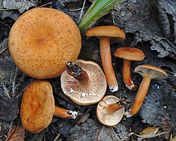 Oranž riisikas Lactarius aurantiacus