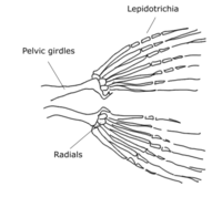 Pelvic fin skeleton for Danio rerio, zebrafish.