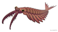 Anomalocaris um artrópode dinocarido Comprimento: 1 m