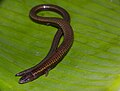 Two-colored Bachia (Bachia bicolor)