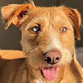 Heterochromia in a mutt dog.