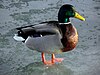 Canard colvert