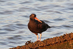 Klippstrandskata (Haematopus bachmani)