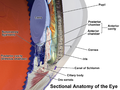 Sectional Anatomy of the Eye in greater detail, showing Anterior and Posterior Chambers in Anterior Cavity, and Posterior Cavity; also Canal of Schlemm, Ciliary body, and Ora serrata