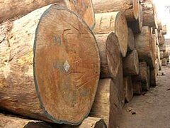 Teak plantation in South Sudan.