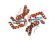 1n0j: The Structure of Human Mitochondrial MN3+ Superoxide Dismutase Reveals a Novel Tetrameric Interface of Two 4-Helix Bundles