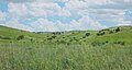 Prairie après la mousson, près de Hummel Ranch House, dans la «Cienega Valley», Arizona (2014)